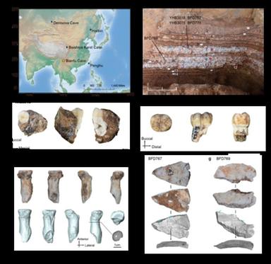 Nuovi fossili raccontano la vita dei cugini dell'uomo vissuti 130mila anni fa