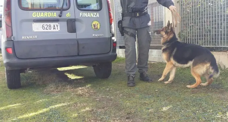 Nascondeva quasi 1 chilo di cocaina in un garage di Maia Bassa