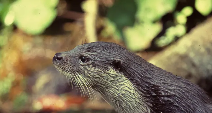 La lontra è (ufficialmente) tornata nei fiumi dell'Alto Adige