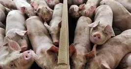 Peste suina, allarme di Coldiretti: “In Trentino Alto Adige preoccupa la proliferazione di cinghiali”