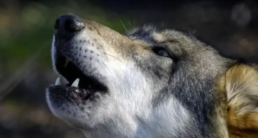 Un lupo maschio abbattuto nella notte in alta quota in Val Venosta
