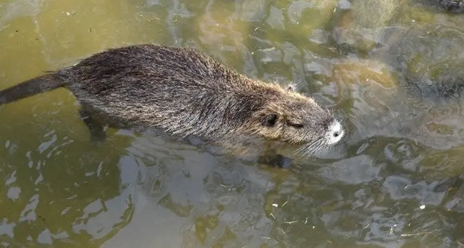 “Invasione” di nutrie in Alto Adige: i cacciatori incaricati di abbatterle