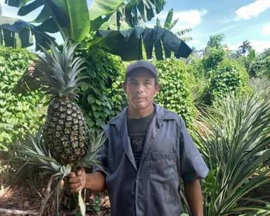 Cooperazione Italiana promuove a Cuba filiera dell'ananas e dell'avocado