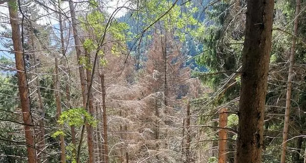 Bostrico, in Alto Adige nel 2022 infestati oltre 2 milioni di metri cubi di foreste