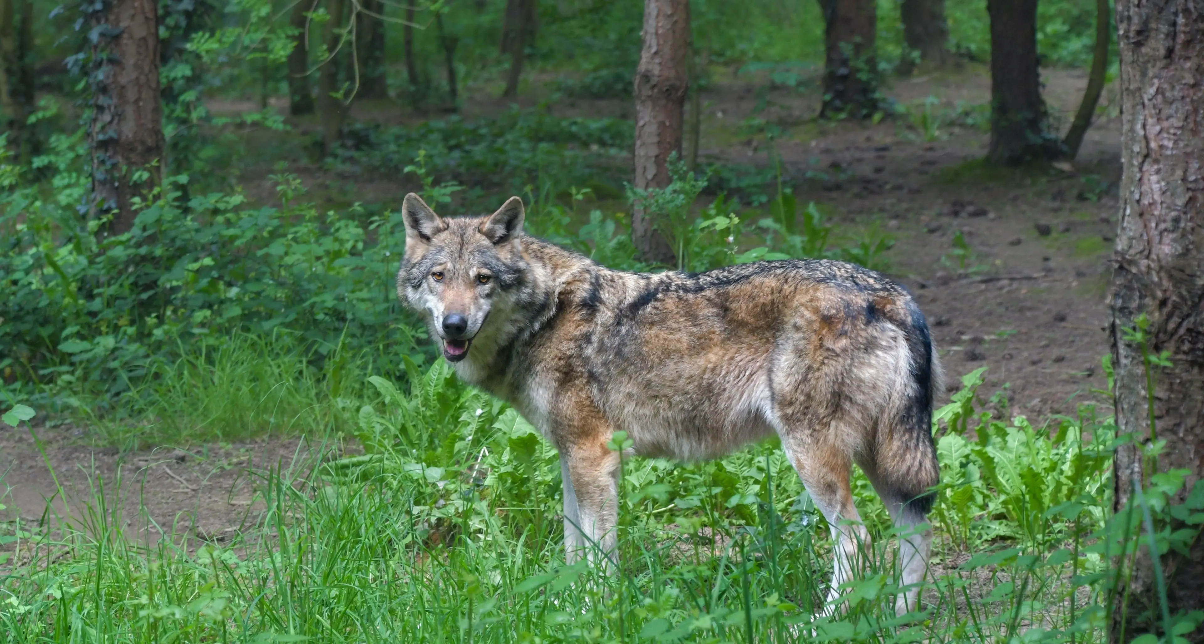 Incontro con lupi e orsi, ecco le regole di comportamento dell’Alpenverein