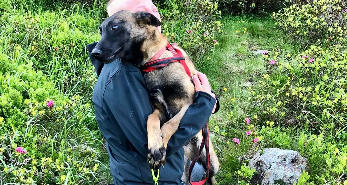 Alto Adige, il cane sparito dopo l’incidente ritrovato grazie al drone