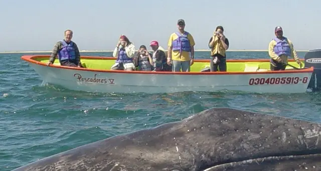 Nuova Zelanda: barca contro balena, cinque le vittime