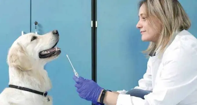 Mappatura del dna dei cani, è tutto bloccato: «Mancano i veterinari»