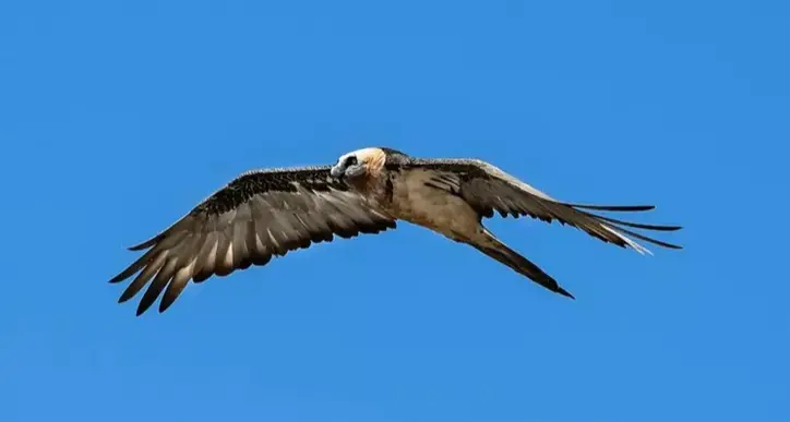 Pulcino di gipeto morto a Castel Juval: forse colpa di un fotografo