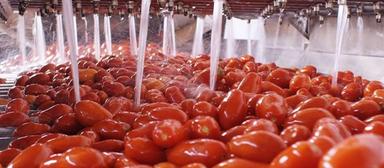 Vola export conserve pomodoro verso Usa, +11,4% nei primi sette mesi 2026