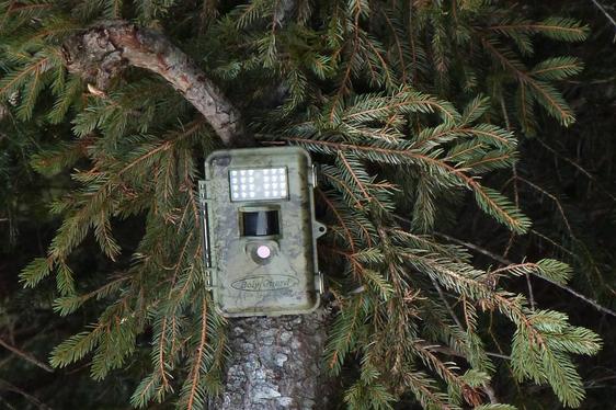 Grandi predatori: 200 nuove fototrappole per ampliare il monitoraggio in Alto Adige