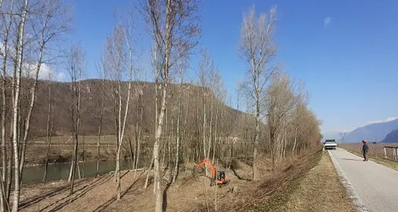 Alberi troppo alti, al via la manutenzione delle sponde dell'Adige tra Merano e Salorno