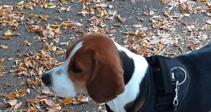 Ritrovata sana e salva la cucciolona Beagle in fuga perché spaventata dai petardi