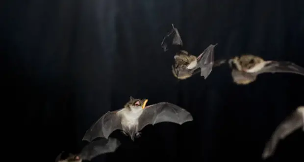 Alla centrale di Alperia una colonia da 300 pipistrelli, convocata Eva Ladurner, “Batwoman” dal Museo di Scienze Naturali