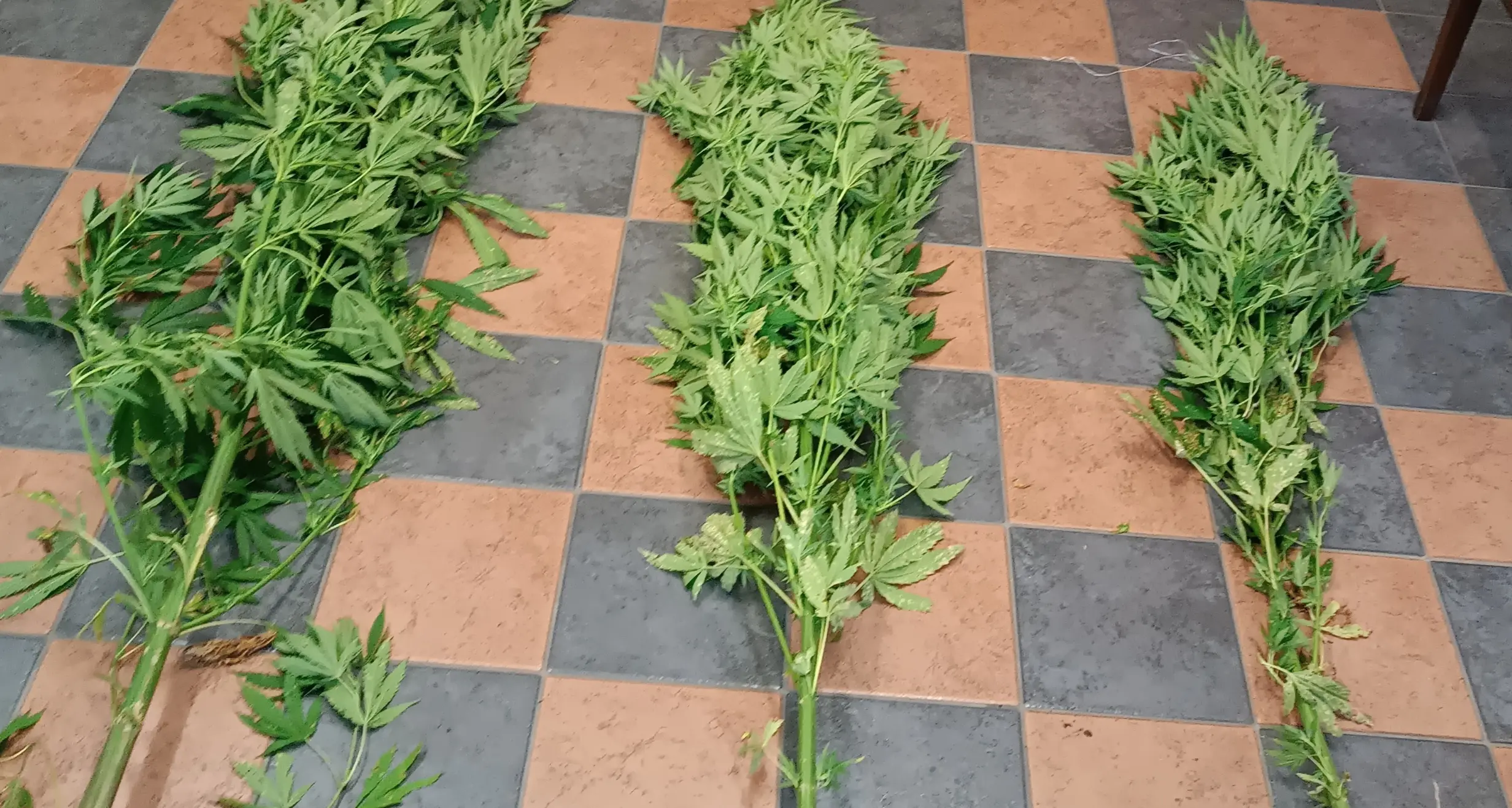 Insospettiti dall’odore dei vestiti, gli trovano in casa hashish e marijuana