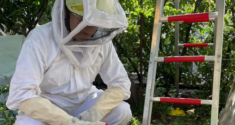 Sciami di api a Bolzano, recuperate colonie nel centro storico e a Rencio