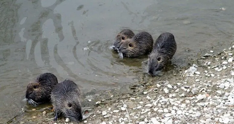 LAV: la sterilizzazione delle nutrie è un’alternativa più valida dell’abbattimento