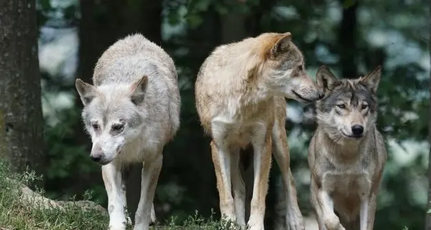 Abbattimento di 4 lupi, il Tar conferma la sospensiva: “Sono specie protetta e il pericolo di predazioni è ridotto”