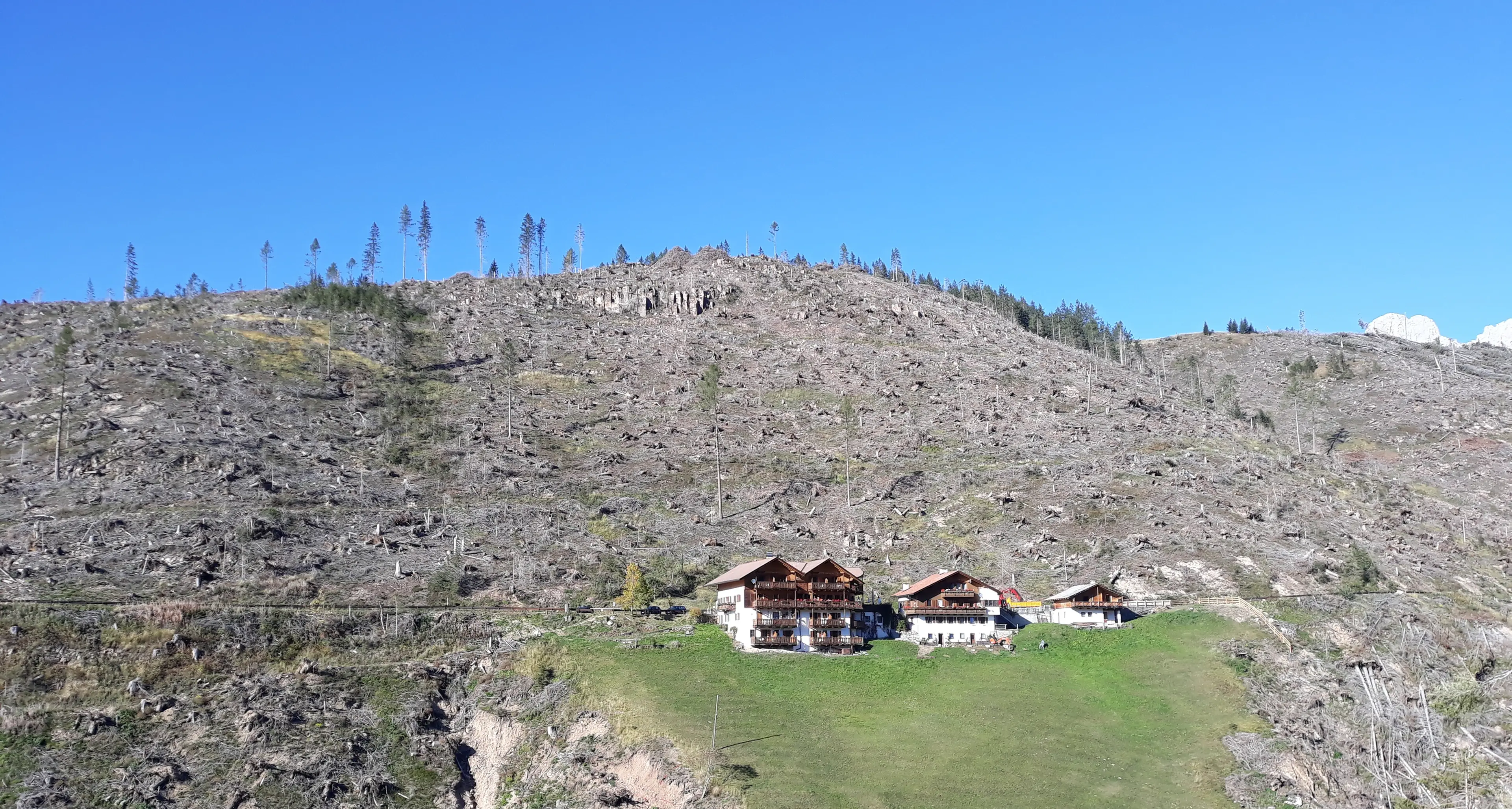 Vaia, il bostrico, la siccità: Il dolore delle foreste