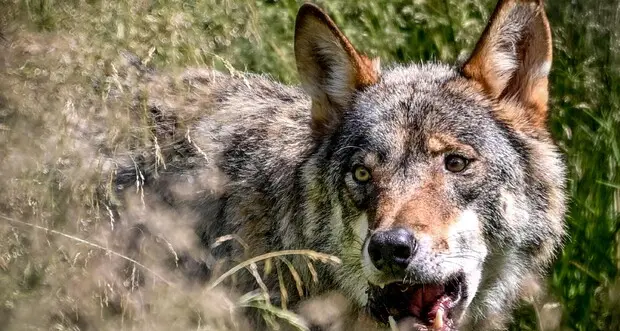 Altre pecore uccise dai lupi: questa volta è toccata all’Alpe di Siusi