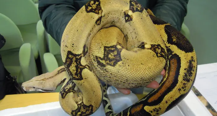 Appello della Lav: «Non compriamo animali esotici per rinchiuderli nelle nostre case»