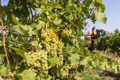 Caldo record, vendemmia anticipata nelle cantine di Confcooperative