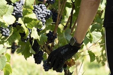 Vino: Confagricoltura, la Puglia produce di più ma il mercato ha il fiato corto