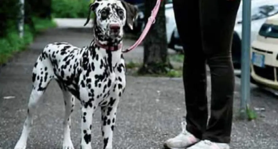 Tassa sui cani proposta dall’assessore Walcher, per il momento tutto tace