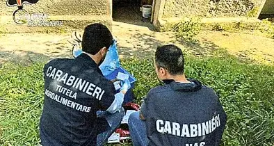 Blitz dei carabinieri all’ippodromo di Merano: trovate sostanze potenzialmente dopanti per i cavalli