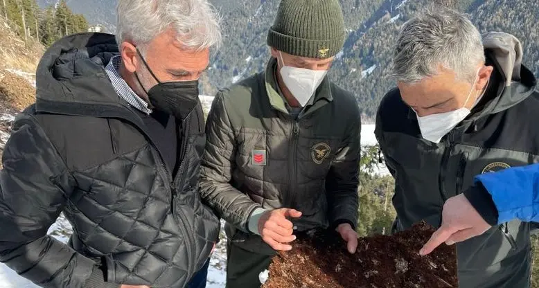 Bostrico, una minaccia per i boschi in Alto Adige: e la situazione potrebbe peggiorare