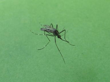 Iss, 700 casi di West Nile Virus, 312 di Dengue e 28 di Chikungunya