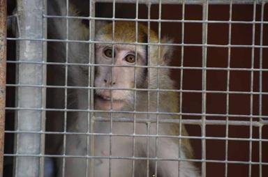 La Leal sostiene la ricerca senza sperimentazione sugli animali