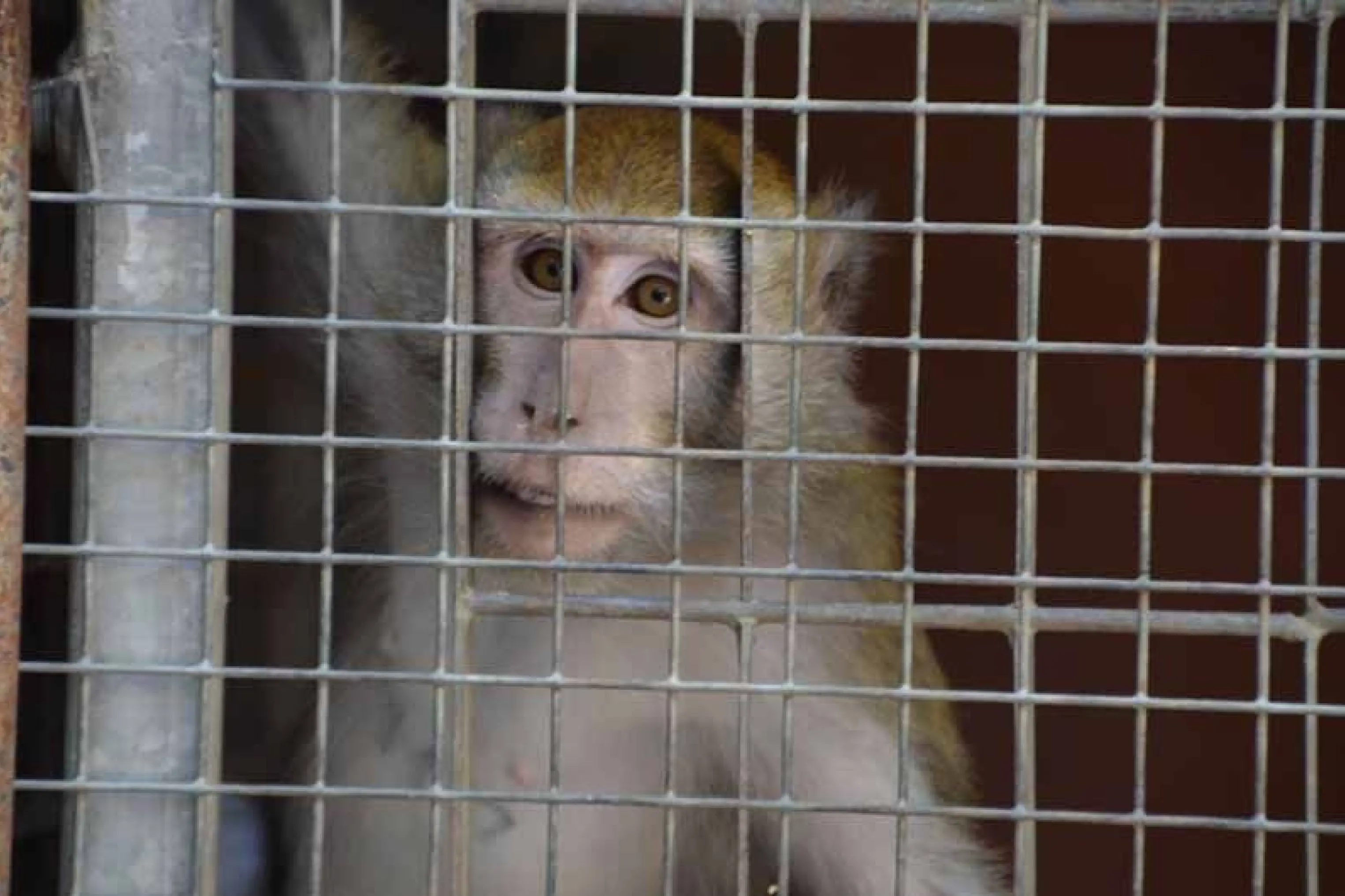 La Leal sostiene la ricerca senza sperimentazione sugli animali