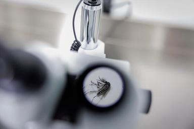 Nel Trevigiano una donna contagiata da Dengue dopo rientro da Cuba