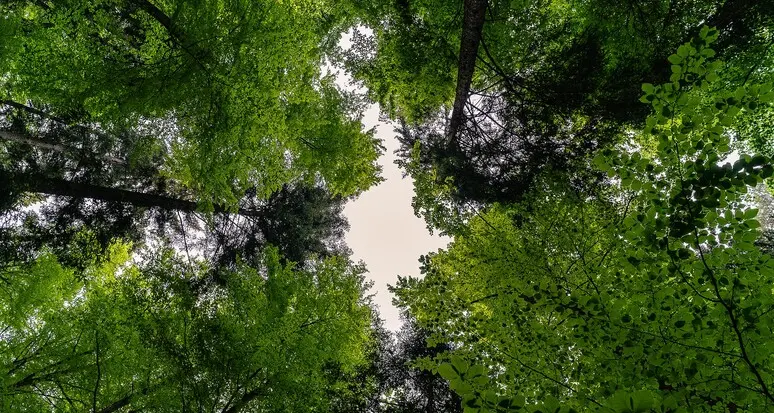 Dolomiti Superski: sono 600 gli alberi piantati a Plan de Corones