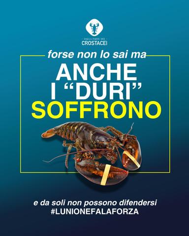 "Anche i duri soffrono", parte la campagna per la tutela dei crostacei