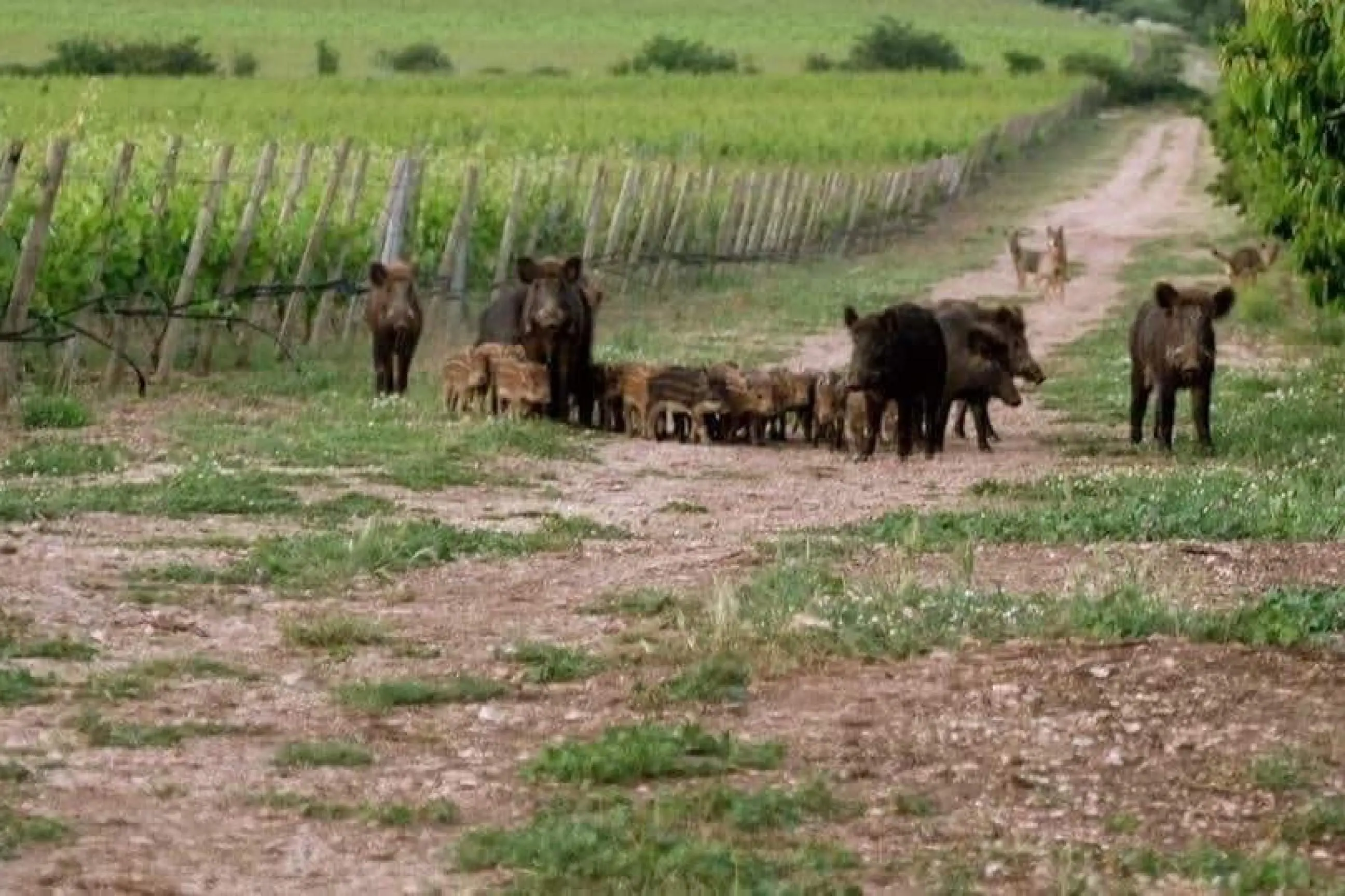 Leal, archi e frecce per abbattere i cinghiali, pericolosa deriva