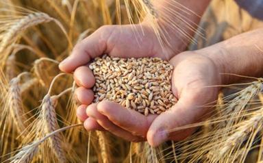 Allarme Confagri, autoapprovvigionamento grano duro scende al 56%