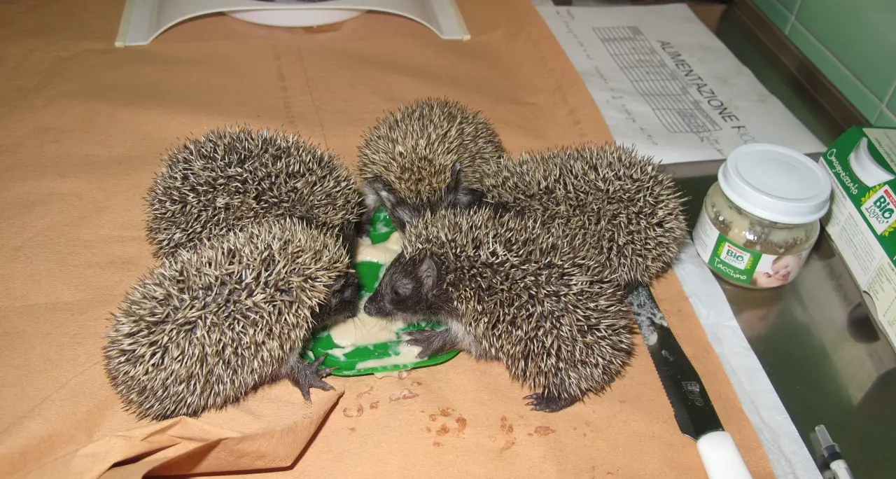 Bolzano, centro di recupero degli animali selvatici: c’è il progetto. Individuata l’area in strada Rio Molino