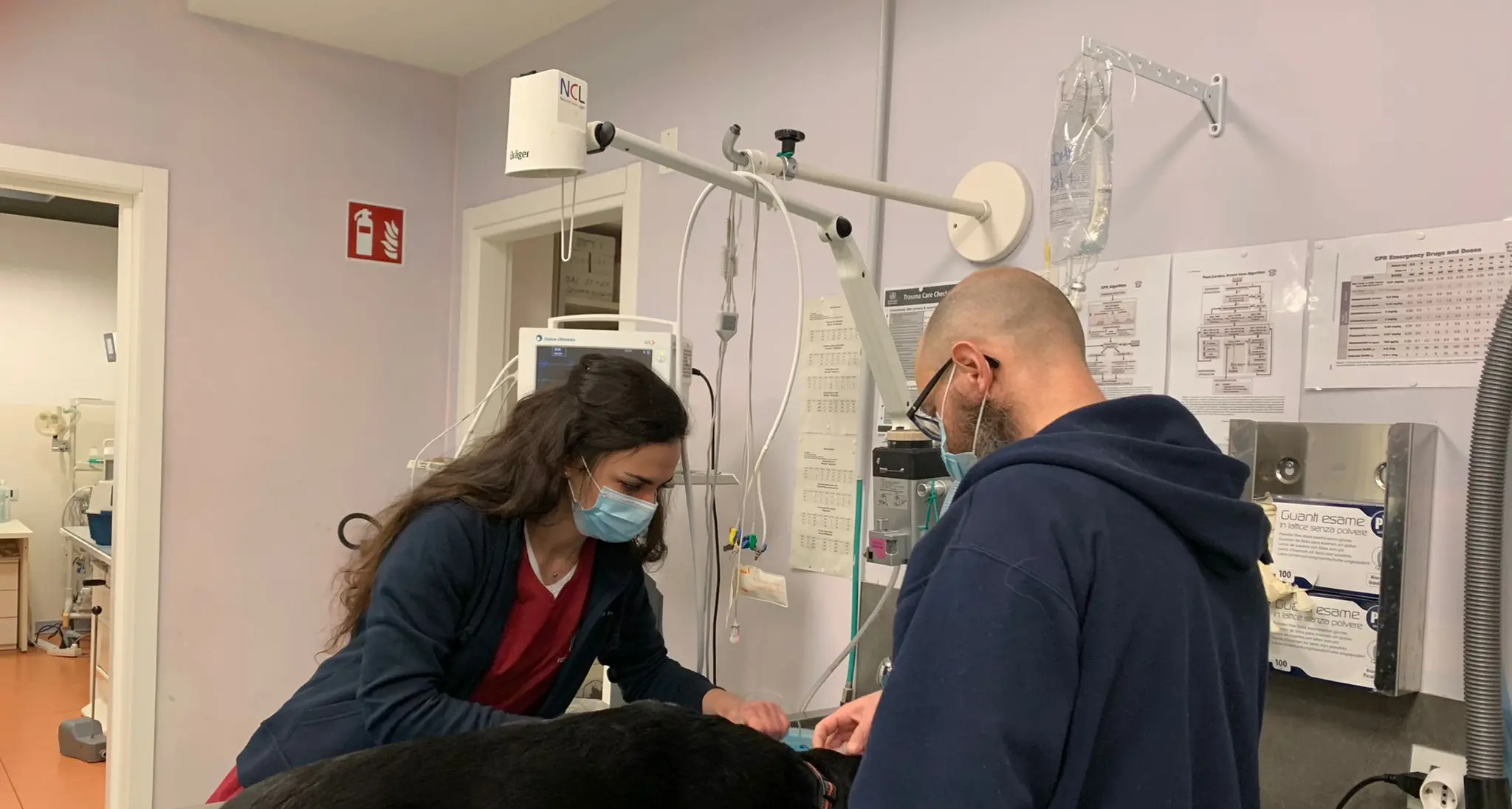 Romi, il labrador salvato da un tumore terribile