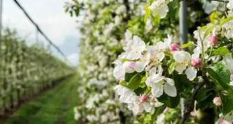 Con il caldo fioritura dei meli in anticipo in Alto Adige
