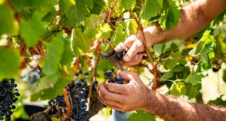 Cooperative, ok mele e latte ma cala il fatturato nel vitivinicolo