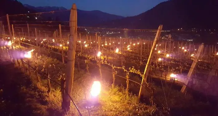 I viticoltori di Termeno: “Le gelate non mettono a rischio i vigneti”