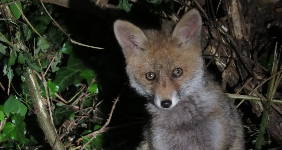 Volpe soppressa dal guardiacaccia altoatesino, il Wwf: «Le emergenze siano gestite solo dai veterinari»