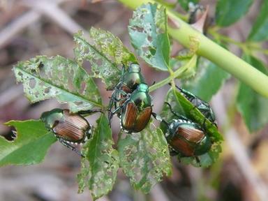 Coldiretti, dal ragnetto rosso al coleottero giapponese Sos insetti nei campi