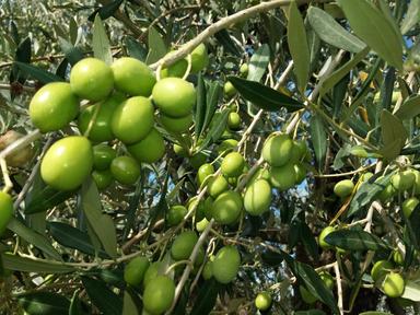 Dall'Ue arriva riconoscimento Dop per l'Oliva Alta Daunia