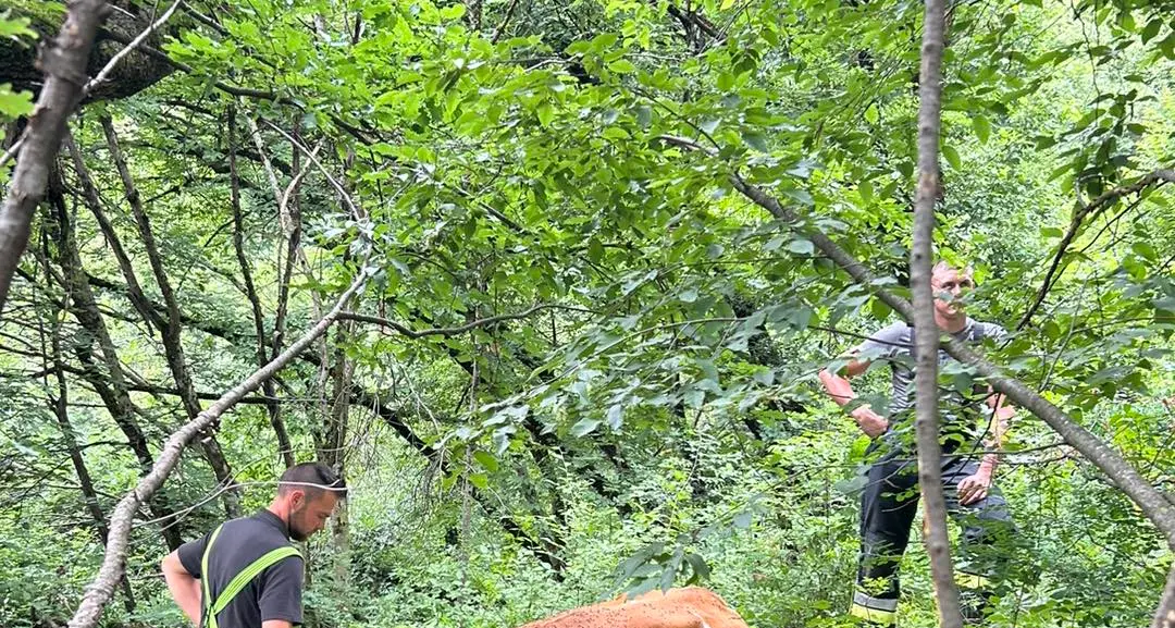 Chiusa, mucche cadono nel fosso: l'intervento dei Vigili del Fuoco