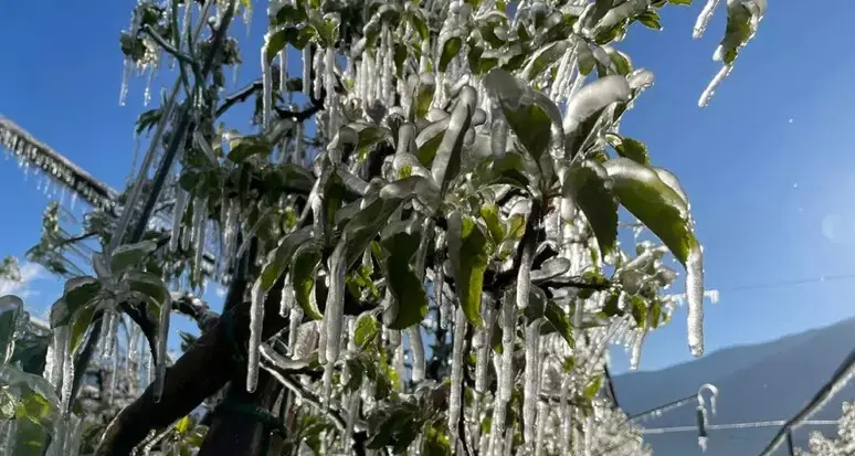 Temperature sottozero e irrigazione antibrina in Alto Adige, domani ancora neve fino a 1.500 metri