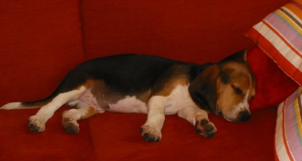 I beagle \"bolzanini\" salvati dalla vivisezione e la (demenziale) tassa sui cani