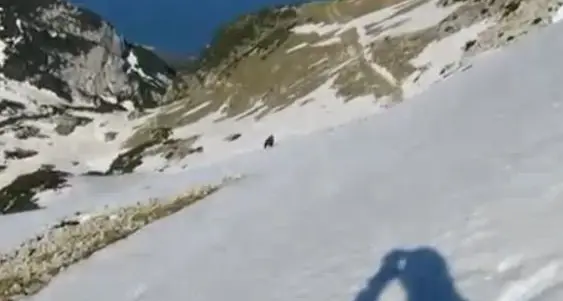L'orso è tornato sul Monte Baldo: l'eccezionale video di un escursionista